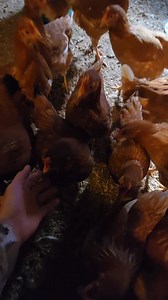 24 reactions · 9 comments | The baby chickens are 17 weeks and getting ready to move into the big house with the main flock. Within a few weeks they should start laying their first eggs. Will be 138 layers. Sweetie Tweetie always greets me and Lil Brownie likes to say hello to the camera. Bee Kind #farmersveterancoalition #homegrownbyheroes #livestock #chicken | Miller's Bee Kind Farm | Facebook