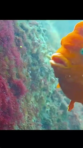 Creature of the day: The Garibaldi Fish 🐠🐟 The Garibaldi, known historically also as the Catalina goldfish and marine goldfish and now commonly as the Garibaldi damselfish (Hypsypops rubicundus) is a species of bright orange fish in the damselfish family. It occurs in the subtropical northeastern part of the Pacific Ocean. The Garibaldi is the official marine state fish of California as of 1955, and has since been protected in California coastal waters from recreation and commercial fishing. (