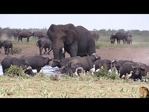 Large Buffalo Herd Invades Waterhole With Elephant