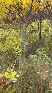 99K views · 4.1K reactions | Sweetgrass ID | Land-Based Education K - 12 Plains & Woodland Cree Tanya McCallum | Facebook