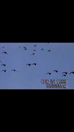 CACHE RIVER FARMS on Instagram: "With the winter solstice behind us, ducks have now shifted their focus to the return trip north. Providing adequate resources for waterfowl as they head to nesting locations is critically important. Existing water will soon be drained now that duck season is winding down for southern states. But, in situations where it makes sense, think about leaving water on your landscape a little longer. This will help to ensure hens are healthy to do what they do best, make 