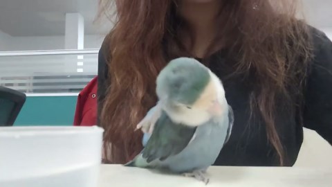 Parrot shows playful resistance with owner in Fujian, China