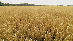 Field of wheat ready for harvesting - Free Stock Video