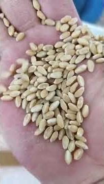 wheat seed processing machines #machine #seed