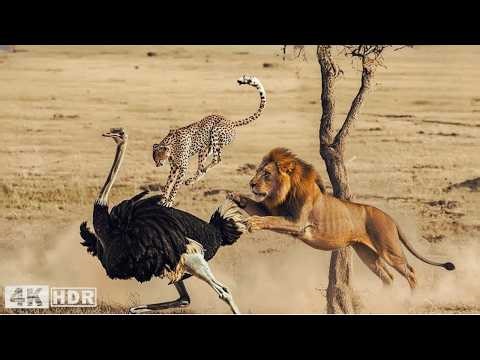 Vitesse et Instinct | Pourquoi l’Autruche Survit dans la Nature Sauvage | Documentaire Animalier