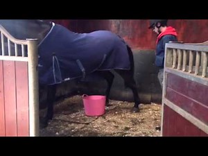 How to potty train your horse !!!