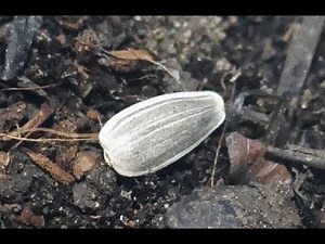 Germination of Sunflower (Time Lapse)