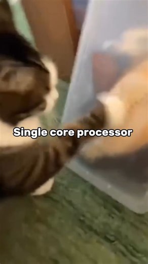 CATS PRIME | Bro got stuck . #catfeatures #catoftheday #trendingreels #catsofinstagram #funnycatmemes #cats_of_instagram #viralreels #funnycatvideo... | Instagram