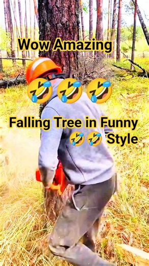 Falling Tree in Funny 🤣🤣 Style #fall #wood #tree #treefelling #trees #treepath #ouch #jogged #how