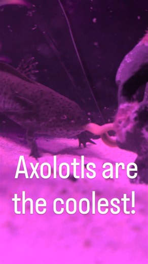 7 comments |  Fun Facts About Our Axolotl — Benjamin Button...