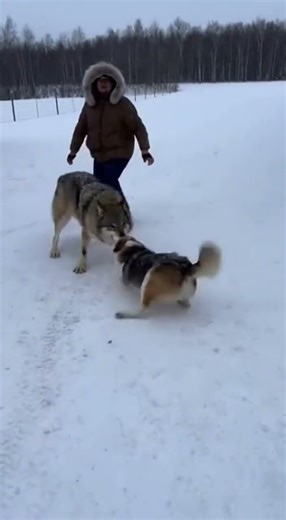 Why Doesn’t the Wolf Let Go… Even When the Owner Screams? 😨