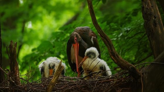 Black Stork Nesting in the Wild (Ciconia nigra)