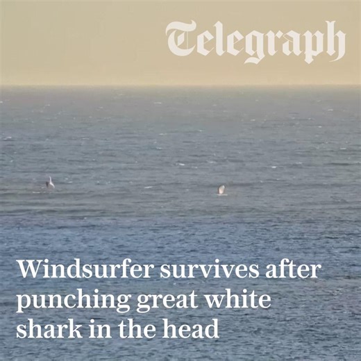 The moment a 61-year-old Australian ‘wrestled with the animal underwater’ caught on camera 👇 | The Telegraph