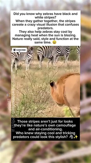 Zebra Stripes: Nature’s Coolest Optical Illusion