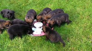10K views · 589 reactions | Milk-to-meat at 26 days. More info: https://kraftwerkk9.com/german-shepherd-dogs-for-sale/german-shepherd-puppies-for-sale/ | Kraftwork K9 Pro German Shepherds | Facebook