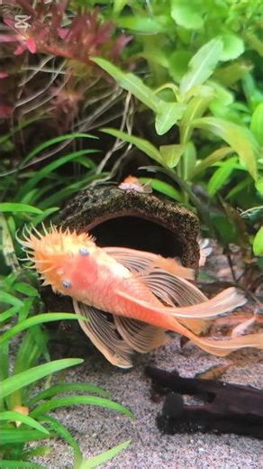 Breeding L144 Longfin Bristlenose Pleco: Tips & Tricks for Eggs! 🥚 #shorts