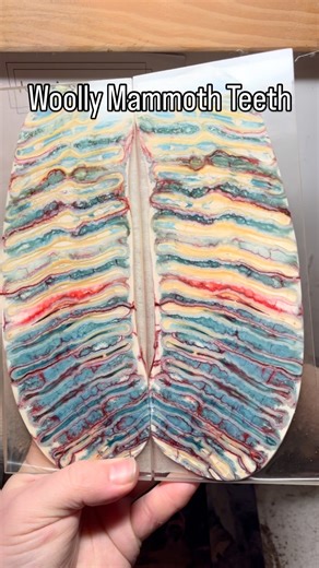I felt that these mammoth molar sections deserve their own video. Totally gorgeous! And just to help IG share this mammoth magic with the masses, I’m going to include the secret phrase for the algorithm - vintage Soviet! If you know, you know 😆🦣🔥 | Ice Age Crafts