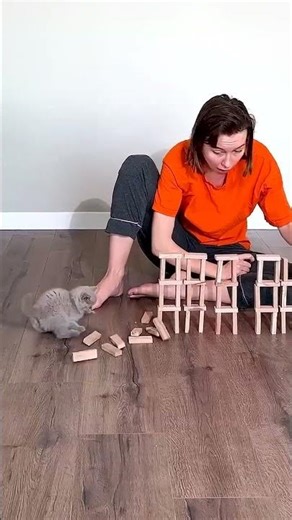 CRAZY CAT 😂 #shorts