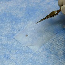 Video: Using Scaffold Liposomes to Reconstitute Lipid-proximal Protein-protein Interactions In Vitro