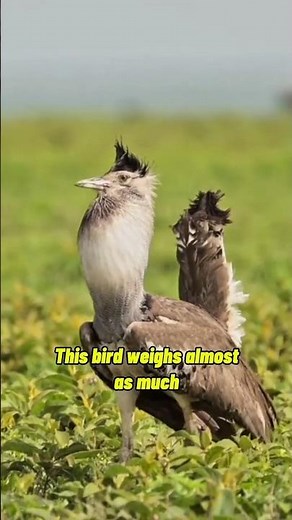 Kori Bustard: The Heaviest Flying Bird in the World!
