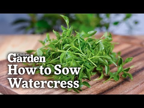 How to Sow Watercress