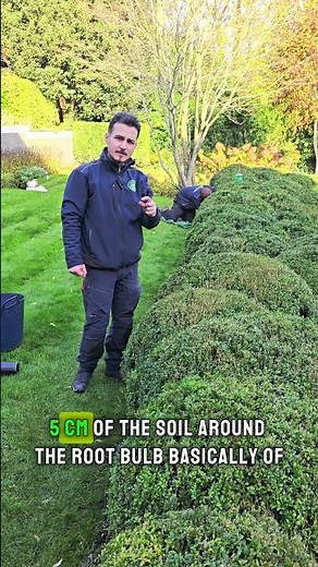 This is how we solved the box blight problem!