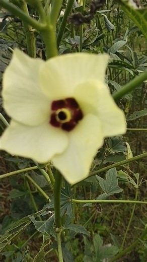 Yellow Colour Flower 🌻 #gardning #flowers
