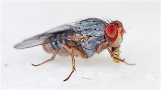 Fruit flies can be made to act like miniature robots