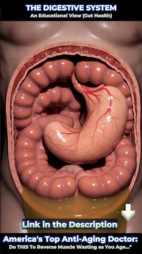 #MedicalEducation #Gastroenterology #AnatomyEducation