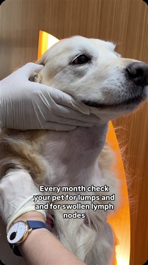 Modern Vet on Instagram: "How To Check Your Dog’s Lymph Nodes For Swelling: Because in a dog, swollen lymph nodes can be a sign of infection, inflammation, or other health issues, it is important to check your pup’s lymph nodes on a monthly basis. Doing this does not have to be stressful for you or your dog; in fact, most dogs will love the extra attention that you are giving them, as checking their lymph nodes is a lot like giving them a mini-massage or extra thorough petting 🐕💆‍♀️. Here’s ho