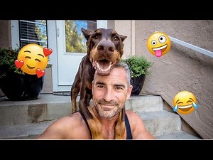 Dogs Acting Human Is Funnier Than It Should Be 😂🐶 Funny Dog and Human Videos Ever!