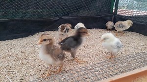 94K views · 1.1K reactions | The fireless brooding technique of the...