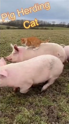 👉 Cat Herds Pigs Like a Boss 😹🐷