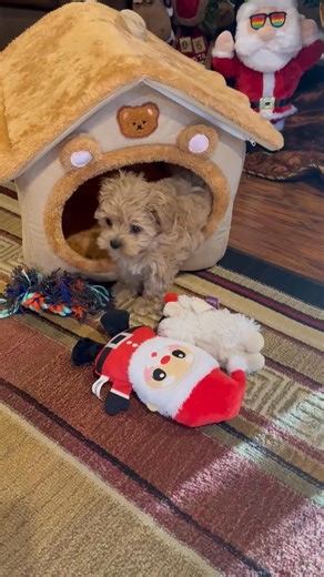10K views · 206 reactions | Monday morning sweet start to your day. She did figure out how get the 'Santa' into her puppy house. | Stump Farm Puppies | Facebook