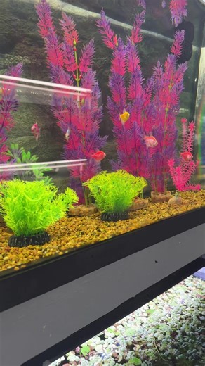 GloFish are genetically modified fluorescent fish that come in vibrant colors such as red, green, orange, blue, and purple. Originally created by scientists to detect environmental pollutants, GloFish are now popular in the aquarium trade due to their bright, glowing appearance under black light. These fish are derived from species like zebrafish, tetras, and barbs, and their fluorescence is achieved by incorporating genes from marine organisms, such as jellyfish and sea anemones. While they pro