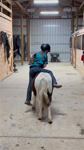 2.9K views · 26 reactions | We will have 5 ponies ready for Christmas!  All of our ponies have a 100% money back guarantee! We know not all kids get along with every pony. We want to keep kids riding. | Carolina Sport Horses | Facebook