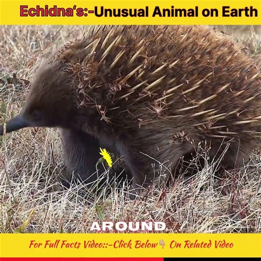 Echidna Is Most Unusual Animal On Earths #Echidna #AnimalFacts #Wildlife #Australia #Nature