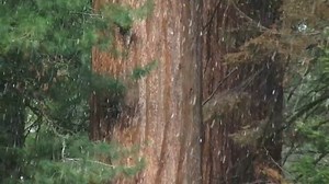 13K views · 209 reactions | Giant sequoia trees are one of the largest living things on the planet! Watch the full video to learn more: https://www.youtube.com/watch?v=hu_QKfDKelM #SequoiaSunday | Sequoia Parks Conservancy | Facebook