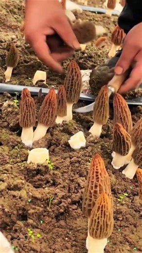 Teknik memanen jamur menggunakan alat mini super tajam #shorts