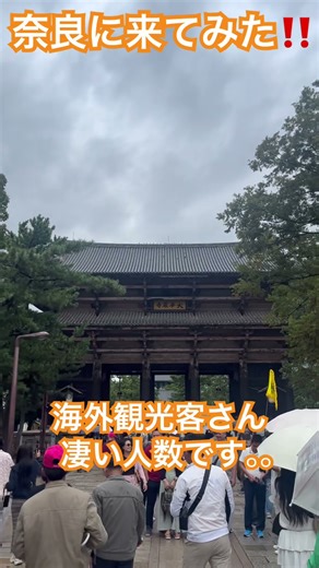 雨の中でも凄い観光客！歴史を感じる#奈良公園 #奈良