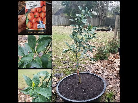 How to Plant & Care for a Satsuma Citrus Tree