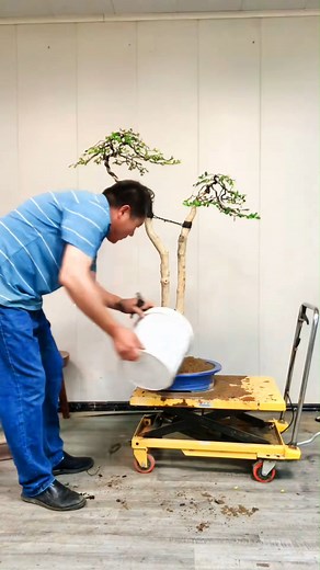 102K views · 1K reactions | #bonsai #caycanh #bonsaimini | Bonsai TV | Facebook