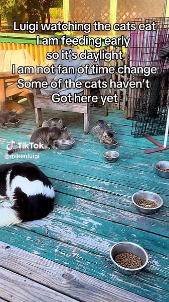 Luigi the Border Collie Observes His Cat Friends