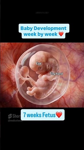 Baby development week by week🤰| fetal development #babydevelopment #fetusgrowth #fetaldevelopment