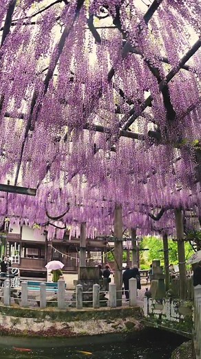 #山田の藤 #藤 #藤の花 #藤棚 #wisteria #熊本県指定天然記念物 #天然記念物 #藤色 #熊本 #玉名 #玉名市 #山田日吉神社 #神社 #境内 #菊池川流域 #wisteriatrellis #wisteriaflowers #flowers #shrine #japan #kumamoto #tamana #spring #April #2022