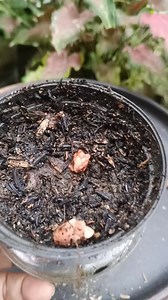 “Planting butterfly flowers (Oxalis triangularis) 🌸 The bulbs are separated one by one, then replanted neatly. This time without covering—letting nature do the work while we simply care and wait for them to grow.” 🌱 #OxalisTriangularis #ButterflyPlant #PlantingFlowers #BulbPlant #GardeningLife #UrbanGardening #PlantLovers #GrowWithCare #NatureHealing #PlantDaily 🌿 | Kurnia Lestarii