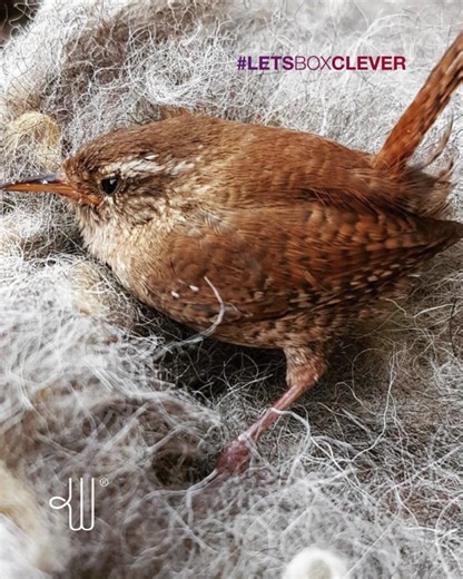 The birds love wool and who can blame them? 🐦 It’s the perfect cosy addition to their nests, helping them stay snug through the colder months. Thank you to Liz for sharing this lovely moment with us! If you’ve reused your wool, don’t forget to tag us and use #LetsBoxClever. We love seeing how nature puts Woolcool to good use. 🐑 #Woolcool #WoolPackaging #ReduceReuseRecycle #Reuse #BirdsNest | Woolcool