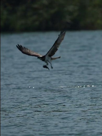 Spectacular Osprey Fishing Dive: The Ultimate Catch!