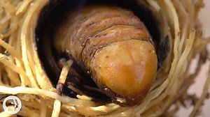 The South American palm weevil is bursting onto the scene in California. Its arrival could put one of the state’s most cherished botanical icons at risk of oblivion. | Deep Look • PBS