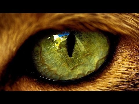 5 Terrifying Animal's Sounds